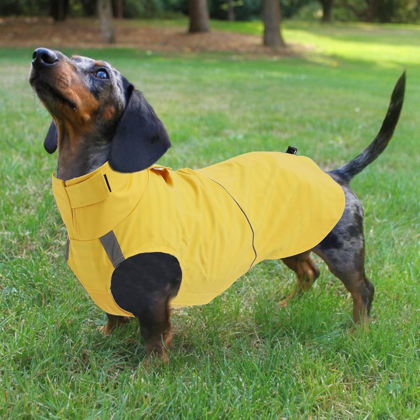 Dachshund Raincoat Weiner Dog Clothes Suitable for Dachshunds Corgi, Weiner, Dog Waterproof Coat with Reflective Stripe underbelly Protection - Yellow - XL