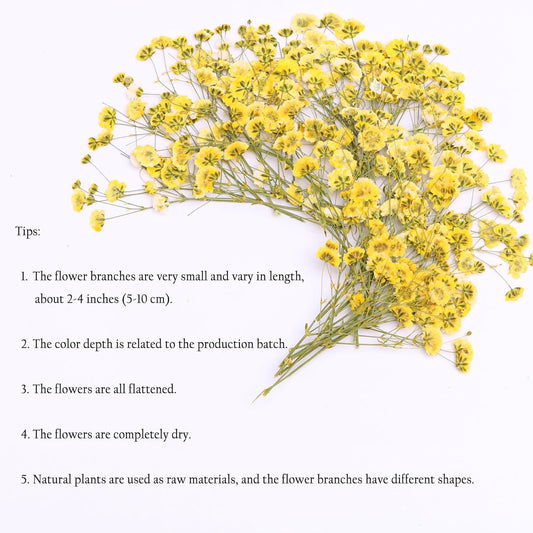30 Pcs Yellow Small Dried Babys Breath Flowers for Resin ,Real Dried Babys Breath Pressed Flower for Wedding Invitations Wax Seals ,Dry Flat Baby's Breath Flower with 1 Tweezers.