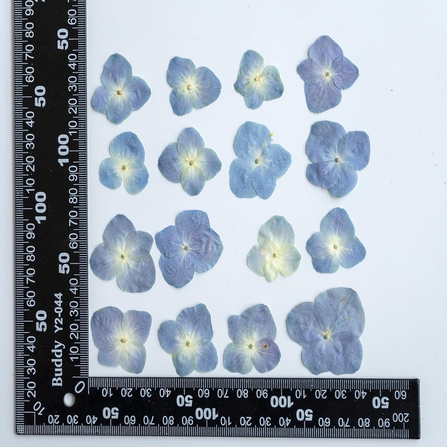 48 Pcs Dried Pressed Flowers for Resin DIY Art Crafts Natural Dry Hydrangea Floral Epoxy Jewelry Real Flower Decor Cakes Phone Cases Candles Handmade Soap Hydrangea, Hydrangea/48pcs