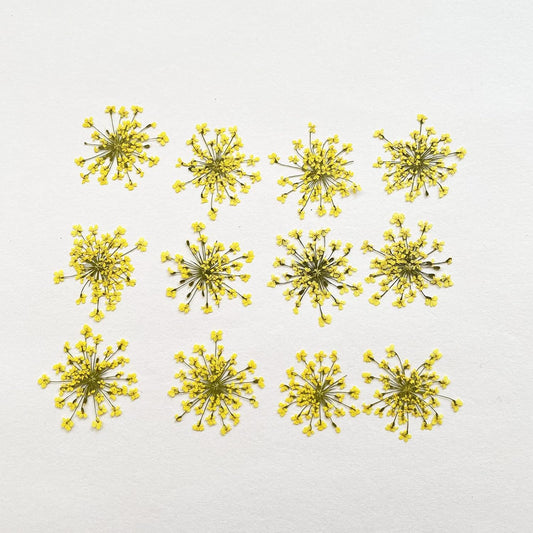 100pcs/pack Ammi majus Natural Pressed Dried Flower for Resin Jewelry Making, Soap and Candle Making, Scrapbooking DIY (Yellow)