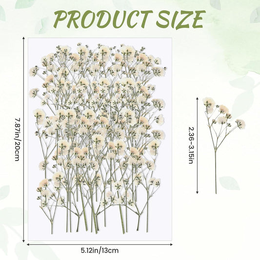 100 PCS Dried Babys Breath Flowers, Mini Pressed Flowers for Crafts, Wedding Invitation Accessories,Dried Pressed Baby Breath for Resin, Candle, Soap, Scrapbooking(White)