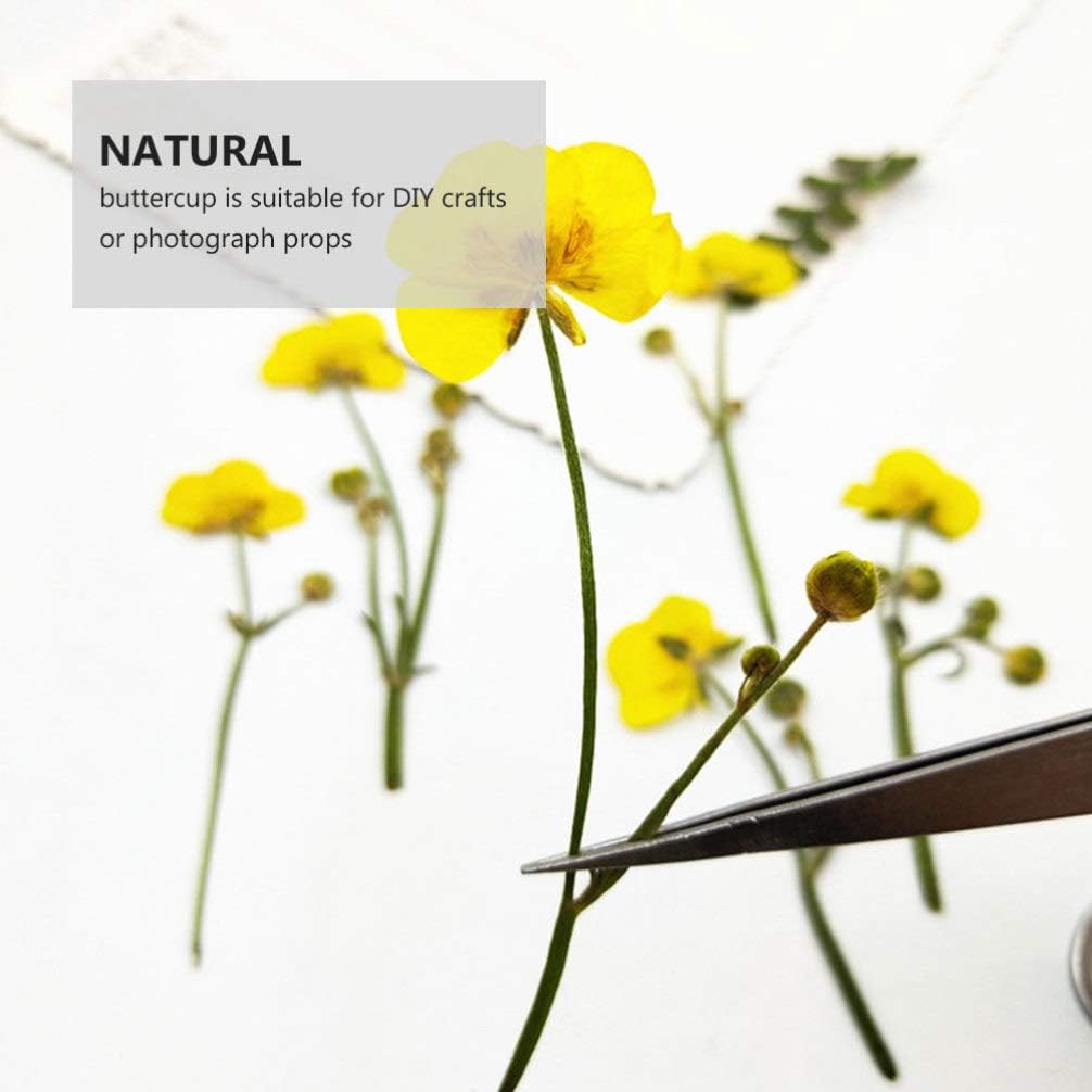 Dried Flower Specimen Pressed Dried Buttercup Flowers for Scrapbooking DIY Craft Candle Resin Jewelry Pendant Press