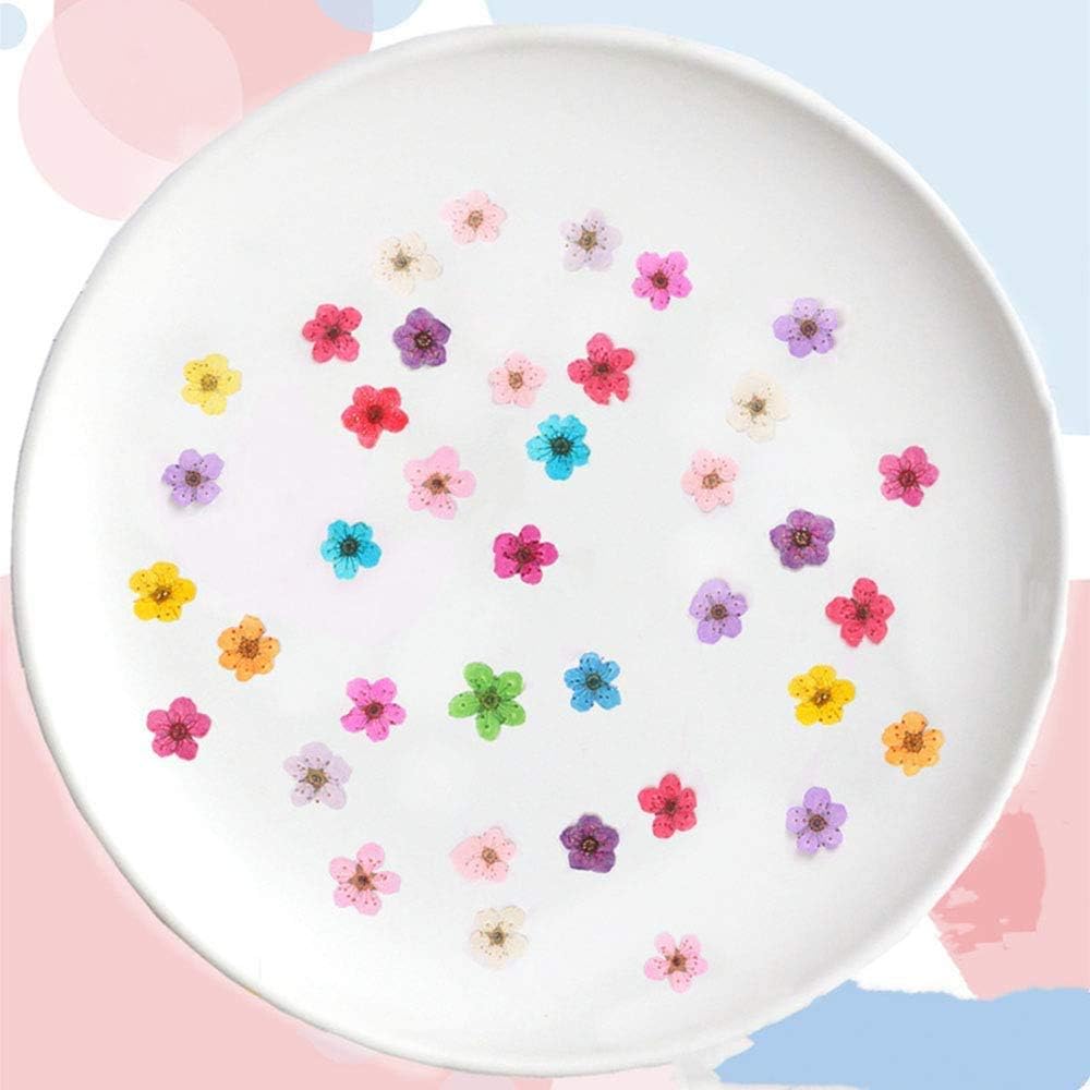 Pressed Flower for Resin Small Plum Blossom Narcissus, Dried Flower, Real Flower, Nail Flower Material, Glue Drop, Mobile Phone case, Hand Made 100pcs/pack (White)