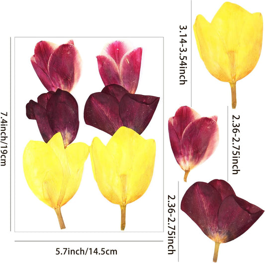 6Pcs Tulips Dried Pressed Flowers for Crafts, Edible Flowers for Cake Decorations,Resin Molds,Bookmark,Jewelry Molds,Candle Making Supplies,Soap,Frame(3 Types)