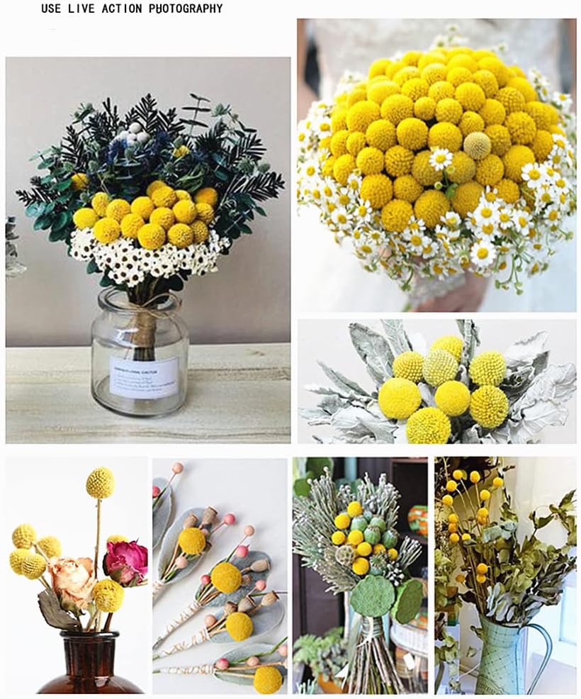 25 Pcs Natural Dried Flowers Yellow Craspedia Billy Balls Bouquet Large Buttons Dried Flowers for DIY Flower Arrangements Photo Props DIY Wedding Home Tall Vase Decor
