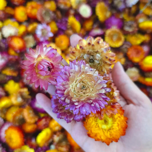 Dried Daisy Flowers Heads, Dried Chrysanthemum, Multicolor, for Wedding Decor, Home Party, DIY Craft, 60 Pcs