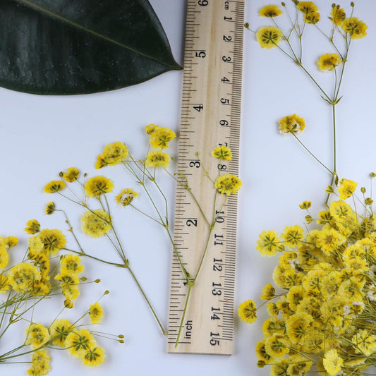 50 Pcs Yellow Small Dried Babys Breath Flowers for Resin ,Real Dried Babys Breath Pressed Flower for Wedding Invitations Wax Seals ,Dry Flat Baby's Breath Flower with 1 Tweezers.