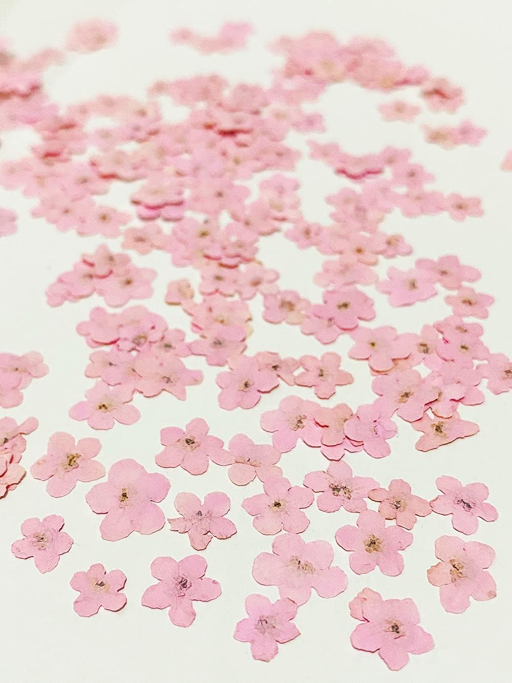 20 pcs Pink Forget Me Not Real Natural Dried Pressed Flowers for Resin Art Decors Craft DIY