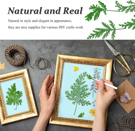 Large Size Golden Yellow Dried Sunflowers for Crafts Embellishment, Natural Real Pressed African Daisy for Resin DIY Jewellery Candle Making Phone Case Home Wedding Decor (3.14-3.54IN)