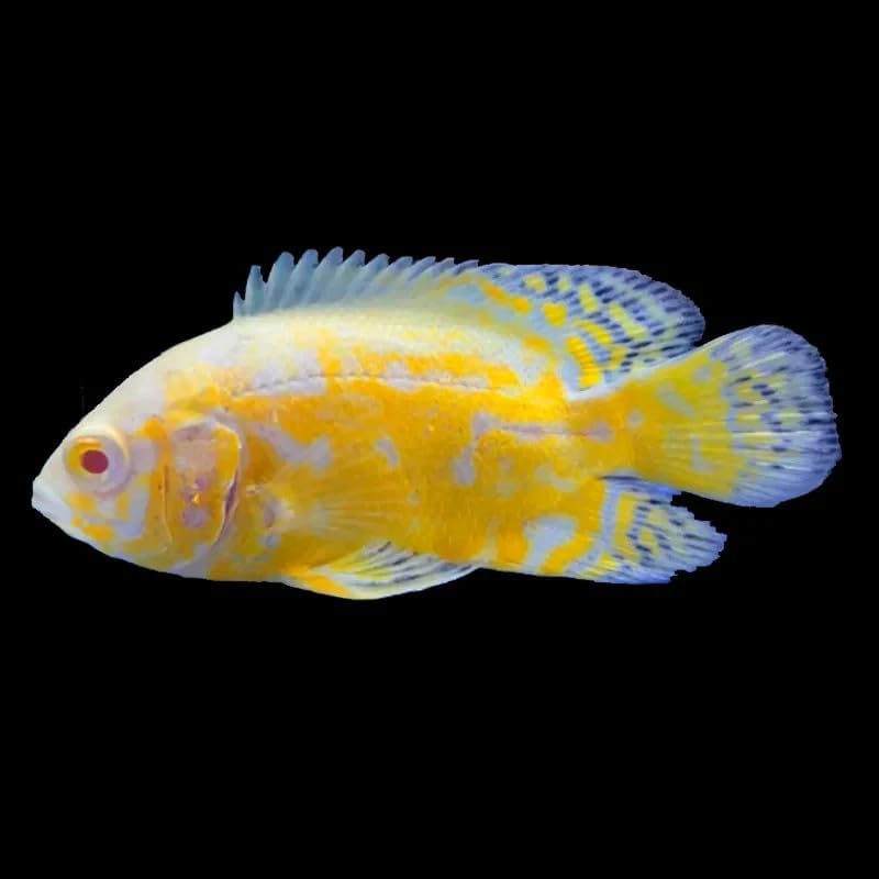 Lemon Oscar Cichlid 1.5–2” Live Freshwater Aquarium Fish – Bright Yellow Tropical Pet | Vibrant Color, Active & Hardy Cichlid | Easy Care for Home Aquariums