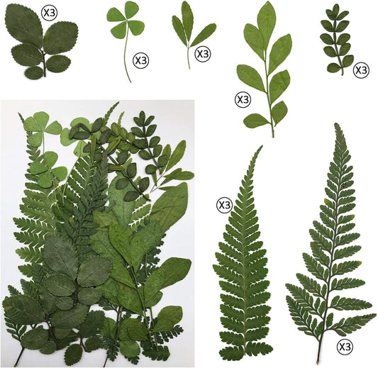 63 Pcs Real Dried Pressed Leaves Natural Dried Leaf for Candle Resin Jewelry Soap Nail Pendant Phone Case Crafts Making Floral Decors Scrapbooking DIY, 21 Styles
