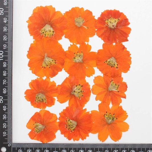12pcs Sulphureus Natural Real Pressed Dried Flower for DIY Craft Jewelry Making Handmade Resin Ornament (Orange)