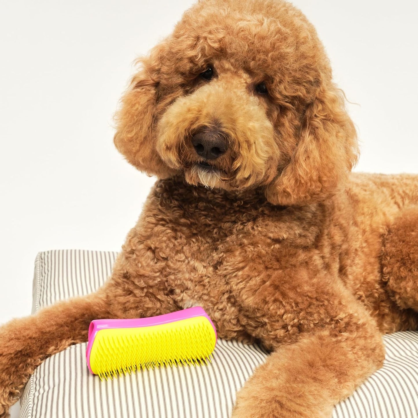Detangling Dog Brush for Long Hair Breeds, Large, Pink & Yellow | Dog grooming tool with patented two-tier teeth to detangle & lift dirt for thick, double-coated dogs & wet or dry fur
