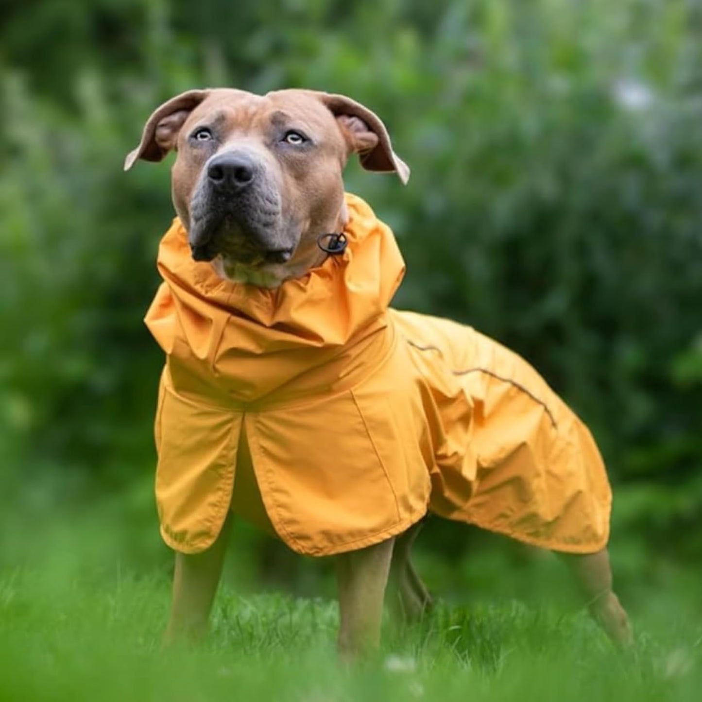 Dog Raincoat - Waterproof Rain Jacket w/Hood, Full Coverage | Waterproof Coat Covers Full Body incl. Belly - Reflective, Covered Harness Holes, Lightweight, Small, Medium & Large Dogs