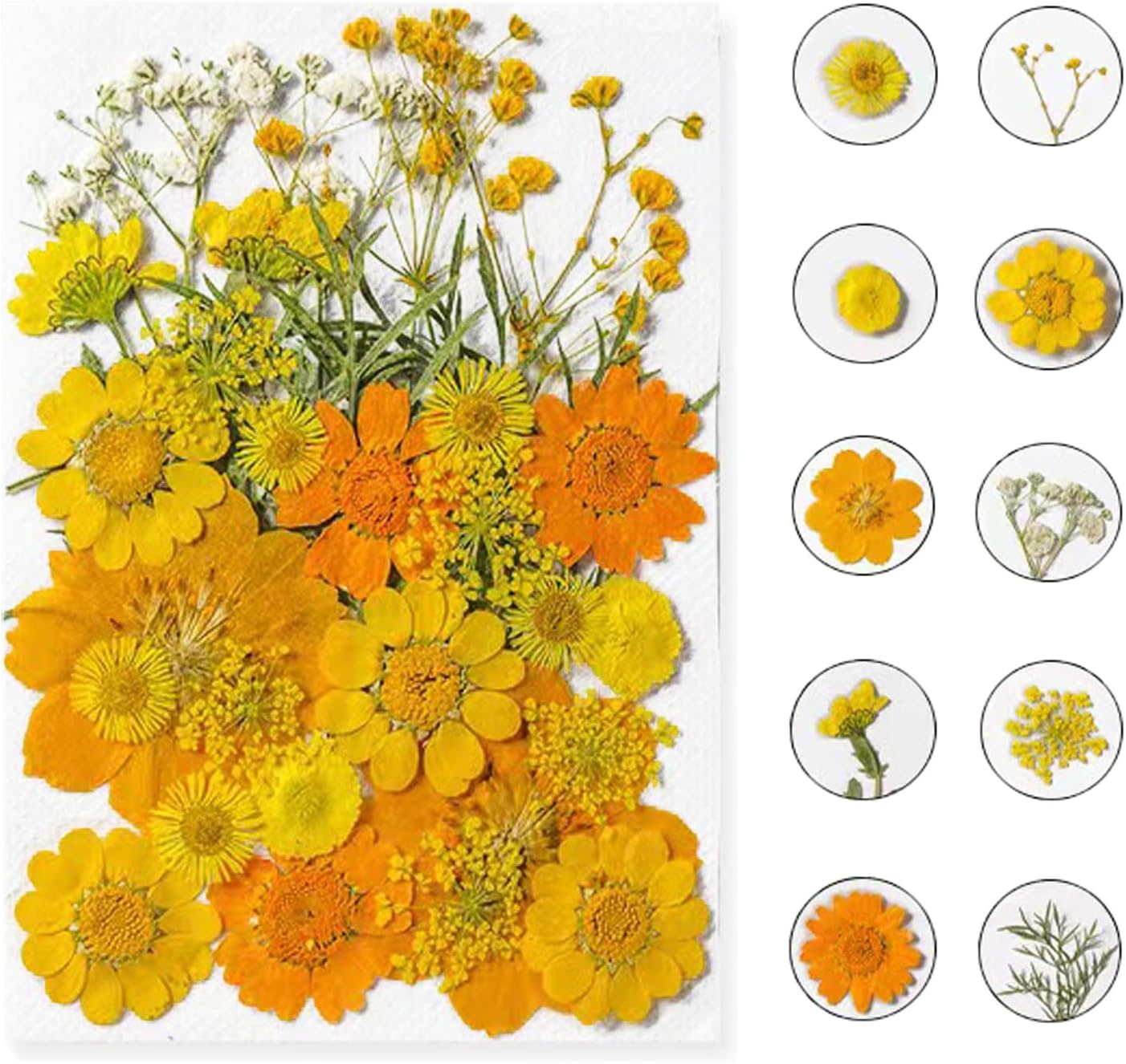 Dried Pressed Flowers for Resin, Real Pressed Flowers Dry Leaves Bulk Natural Herbs Kit for Scrapbooking DIY Art Crafts, Nails Décor, Epoxy Resin Jewelry, Candle, Soap Making (Bright Yellow)