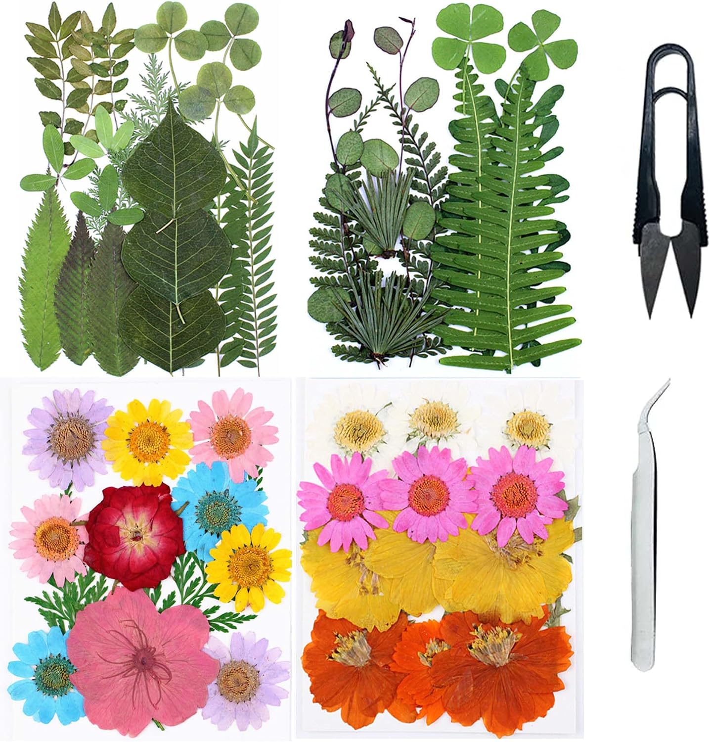 Natural Dried Pressed Flowers, Natural Dried Pressed Leaves, Natural Dry Flowers Leaves with Tweezers, Scissors for Pressed Leaf Art Craft DIY Embellishment Decorations ( Green Yellow Pink)