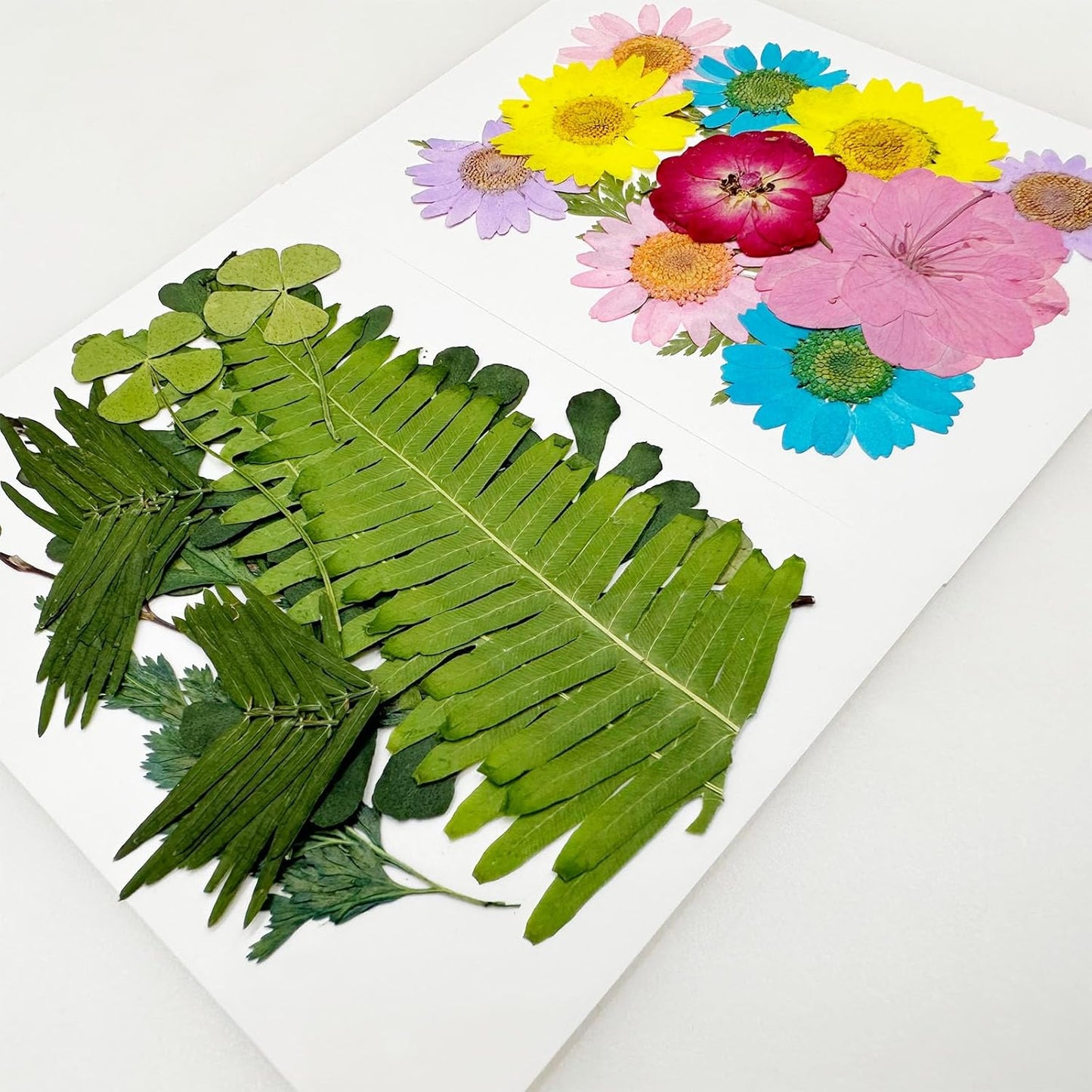 Natural Dried Pressed Flowers, Natural Dried Pressed Leaves, Natural Dry Flowers Leaves with Tweezers, Scissors for Pressed Leaf Art Craft DIY Embellishment Decorations ( Green Yellow Pink)