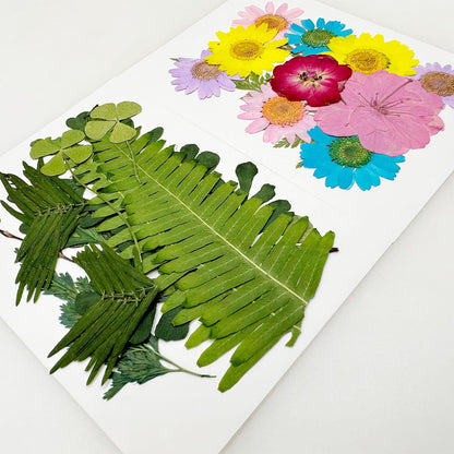 Natural Dried Pressed Flowers, Natural Dried Pressed Leaves, Natural Dry Flowers Leaves with Tweezers, Scissors for Pressed Leaf Art Craft DIY Embellishment Decorations ( Green Yellow Pink)