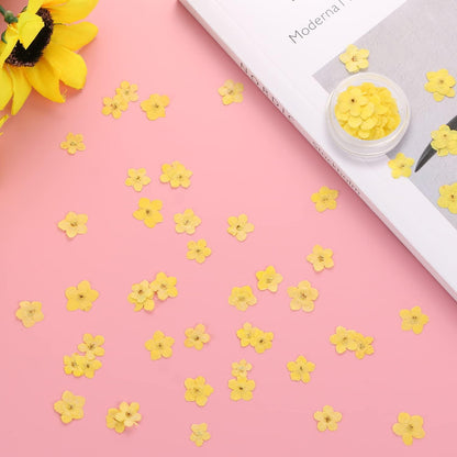 Forget Me Not Dried Flowers, 50Pcs Don't Forget Me Dried Flowers Natural Dried Pressed Flowers with Forceps for Resin Jewelry Making Candle Nail Art Flower Ornaments Paper Making Supplies