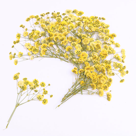 30 Pcs Yellow Small Dried Babys Breath Flowers for Resin ,Real Dried Babys Breath Pressed Flower for Wedding Invitations Wax Seals ,Dry Flat Baby's Breath Flower with 1 Tweezers.