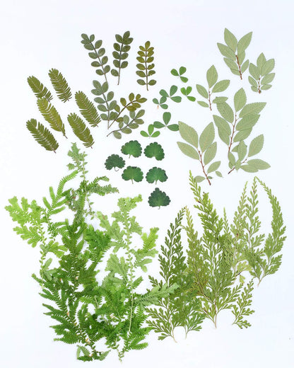 42 PCS Real Dried Pressed Leaf Flowers Plant Herbarium for Craft Resin Jewelry Making (Green Leaf )