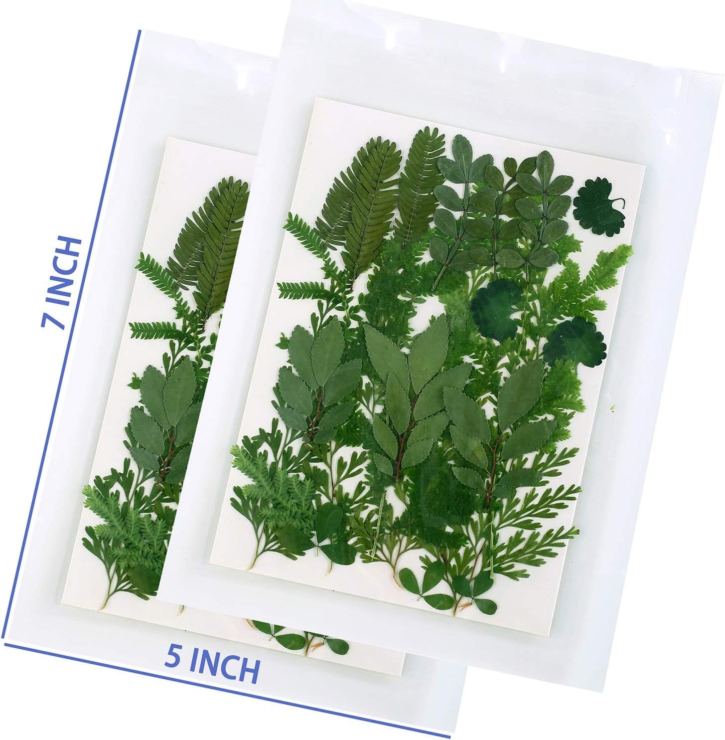 42 PCS Real Dried Pressed Leaf Flowers Plant Herbarium for Craft Resin Jewelry Making (Green Leaf )