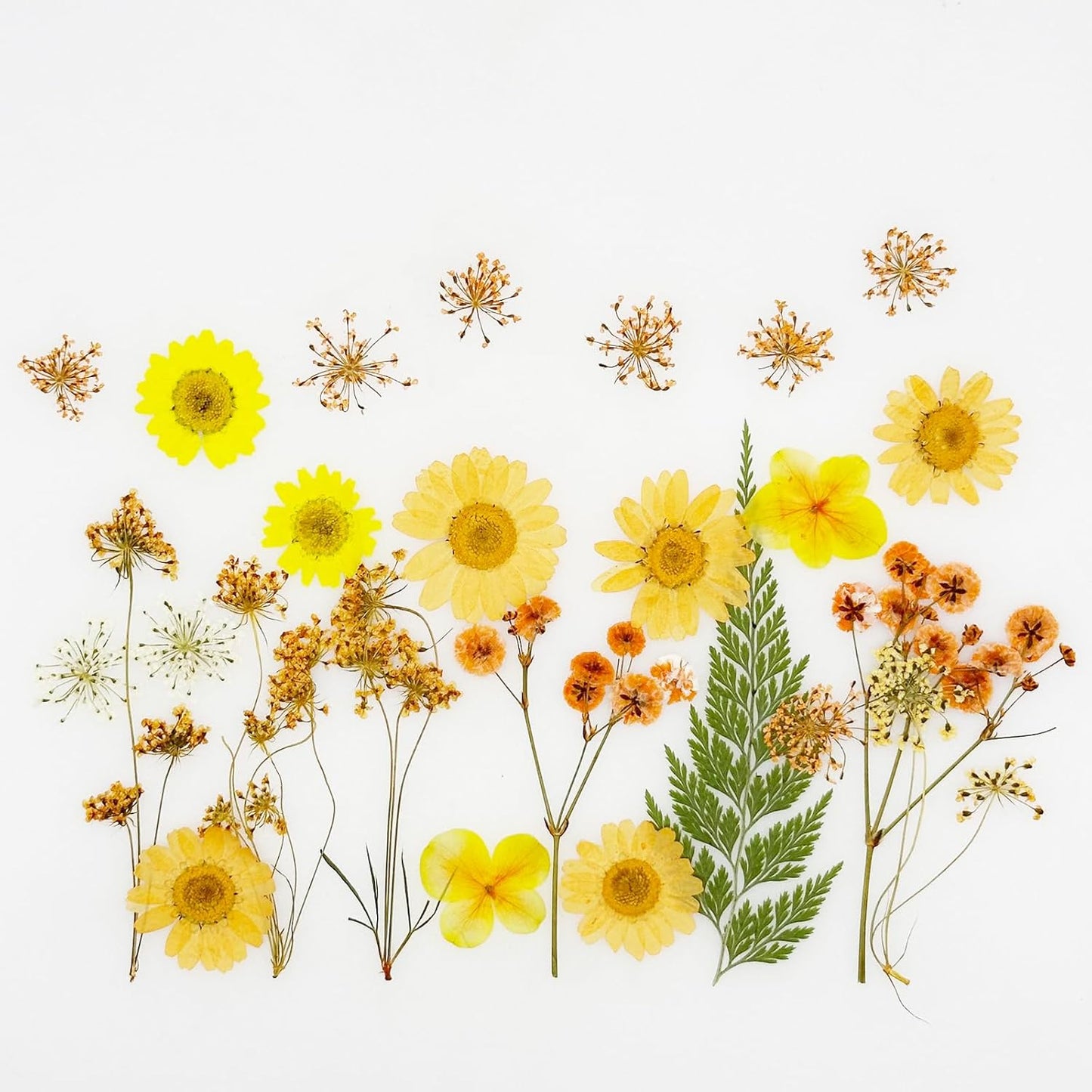 33 PCS Dried Pressed Flowers for Resin, Real Pressed Flowers Dry Leaves Kit Natural Dried Pressed Leaves for Art Crafts Resin Scrapbook Supplies Soap Candle DIY, Yellow