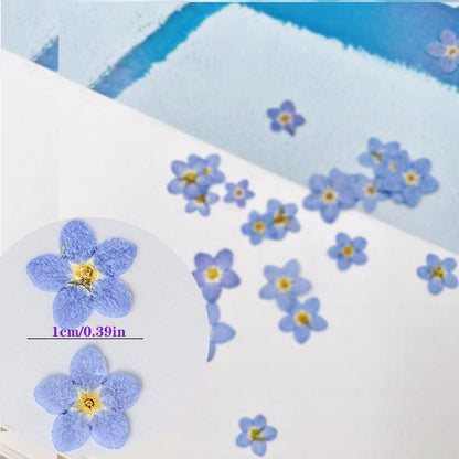 60 Pcs Natural Forget Me Not Dried Flowers Do Not Forget Me Dried Pressed Blooms Flowers for Jewelry Molds Candle Card Making DIY Art Crafts Painting Ornaments Nail Art Decorations Home Decor