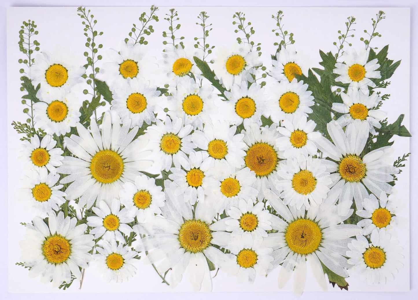 48 Pcs Natural Dried Pressed Daisy Flowers for Cake Decorating, Birthday Party Favors, Real Dry Daisies for Cupcakes, Resin Jewelry Making, DIY Art Crafts(Daisy)