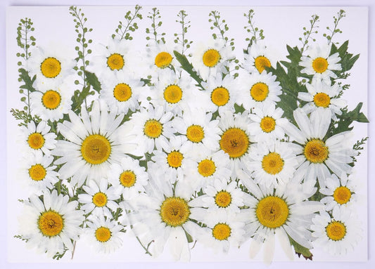 48 Pcs Natural Dried Pressed Daisy Flowers for Cake Decorating, Birthday Party Favors, Real Dry Daisies for Cupcakes, Resin Jewelry Making, DIY Art Crafts(Daisy)