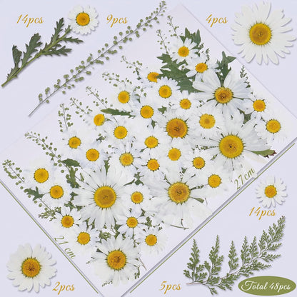 48 Pcs Natural Dried Pressed Daisy Flowers for Cake Decorating, Birthday Party Favors, Real Dry Daisies for Cupcakes, Resin Jewelry Making, DIY Art Crafts(Daisy)
