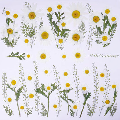 48 Pcs Natural Dried Pressed Daisy Flowers for Cake Decorating, Birthday Party Favors, Real Dry Daisies for Cupcakes, Resin Jewelry Making, DIY Art Crafts(Daisy)