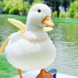 Duck Harness, Soft and Adjustable Chicken Walking Harness Breathable Pet Vest for Duck Chicken Hen Training Walking Basic Leashes[Yellow XS]