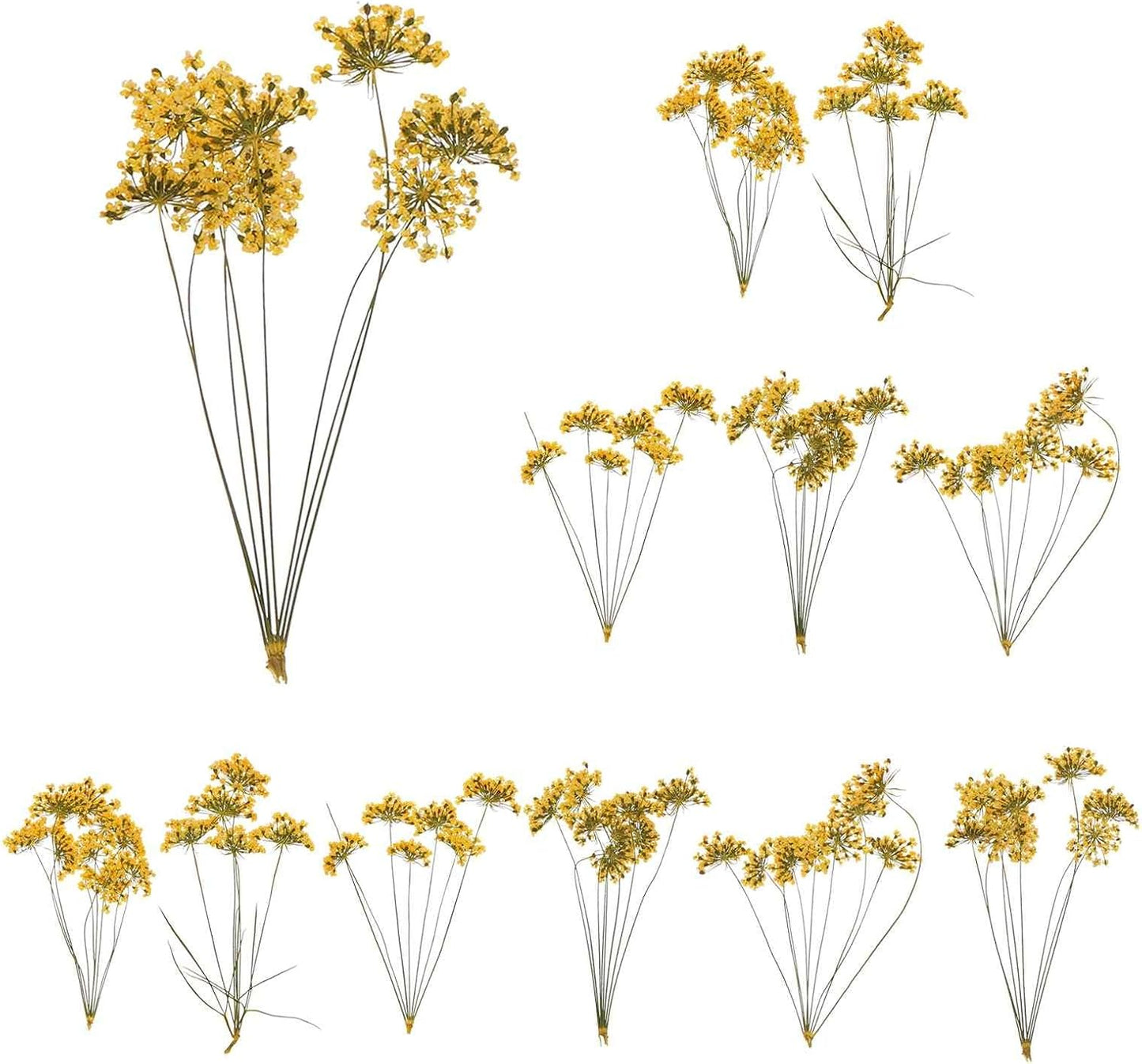 12 Pcs Natural Dried Pressed Flowers for Craft, Lace Real Pressed Dried Flowers Colorful Bouquets for Resin Moulds DIY Scrapbooking Candle Jewelry Making, Yellow