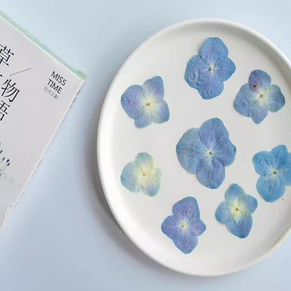 48 Pcs Dried Pressed Flowers for Resin DIY Art Crafts Natural Dry Hydrangea Floral Epoxy Jewelry Real Flower Decor Cakes Phone Cases Candles Handmade Soap Hydrangea, Hydrangea/48pcs