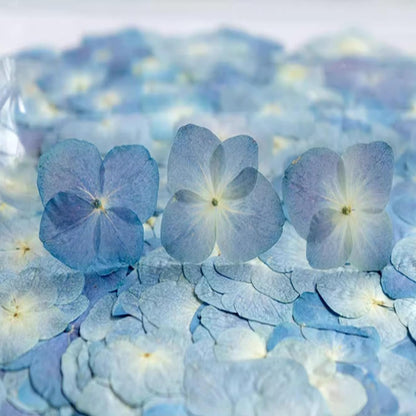 48 Pcs Dried Pressed Flowers for Resin DIY Art Crafts Natural Dry Hydrangea Floral Epoxy Jewelry Real Flower Decor Cakes Phone Cases Candles Handmade Soap Hydrangea, Hydrangea/48pcs