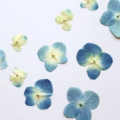 48 Pcs Dried Pressed Flowers for Resin DIY Art Crafts Natural Dry Hydrangea Floral Epoxy Jewelry Real Flower Decor Cakes Phone Cases Candles Handmade Soap Hydrangea, Hydrangea/48pcs