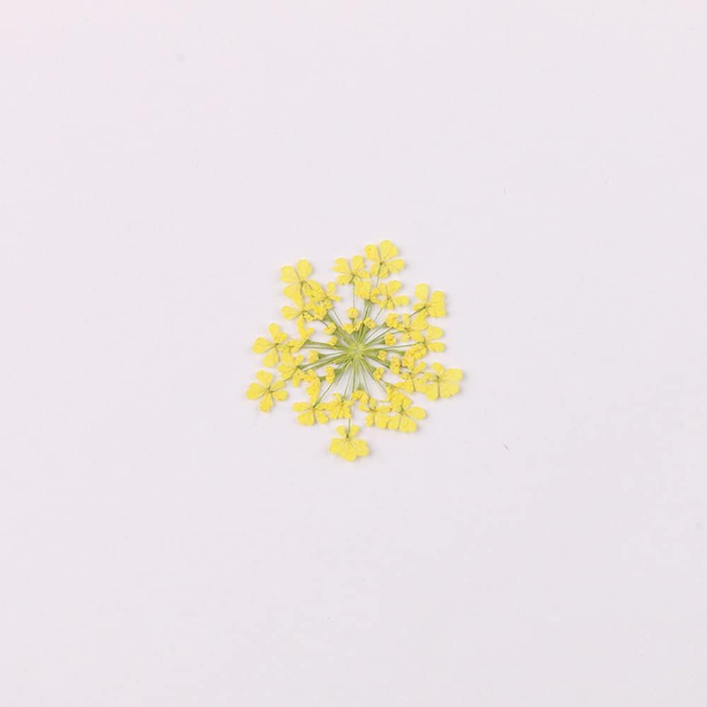 100pcs/pack Ammi majus Natural Pressed Dried Flower for Resin Jewelry Making, Soap and Candle Making, Scrapbooking DIY (Yellow)