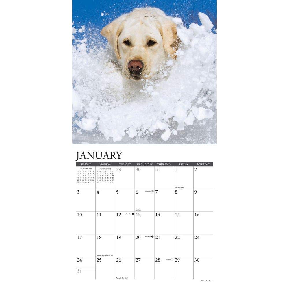 Just Yellow Labs 2021 Wall Calendar (Dog Breed Calendar)