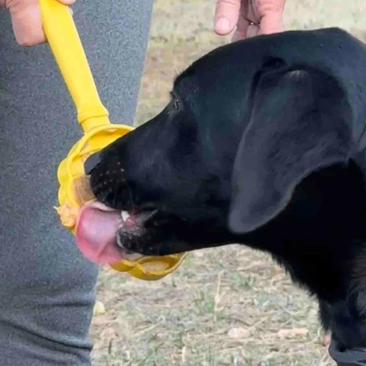 Lick Sticks eToy – Durable Interactive Enrichment Toy Made in USA from Non-Toxic, Pet-Safe, Food Safe Material for Bonding, Training, Calming, Mental Stimulation, Oral Health & More