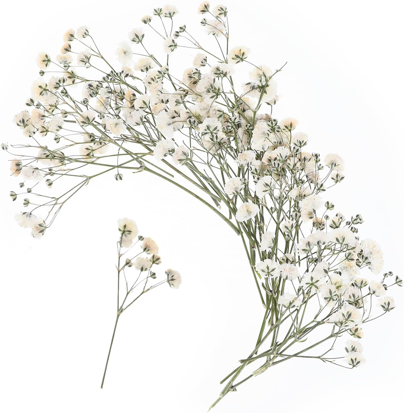 100 PCS Dried Babys Breath Flowers, Mini Pressed Flowers for Crafts, Wedding Invitation Accessories,Dried Pressed Baby Breath for Resin, Candle, Soap, Scrapbooking(White)