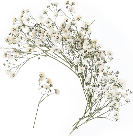 100 PCS Dried Babys Breath Flowers, Mini Pressed Flowers for Crafts, Wedding Invitation Accessories,Dried Pressed Baby Breath for Resin, Candle, Soap, Scrapbooking(White)