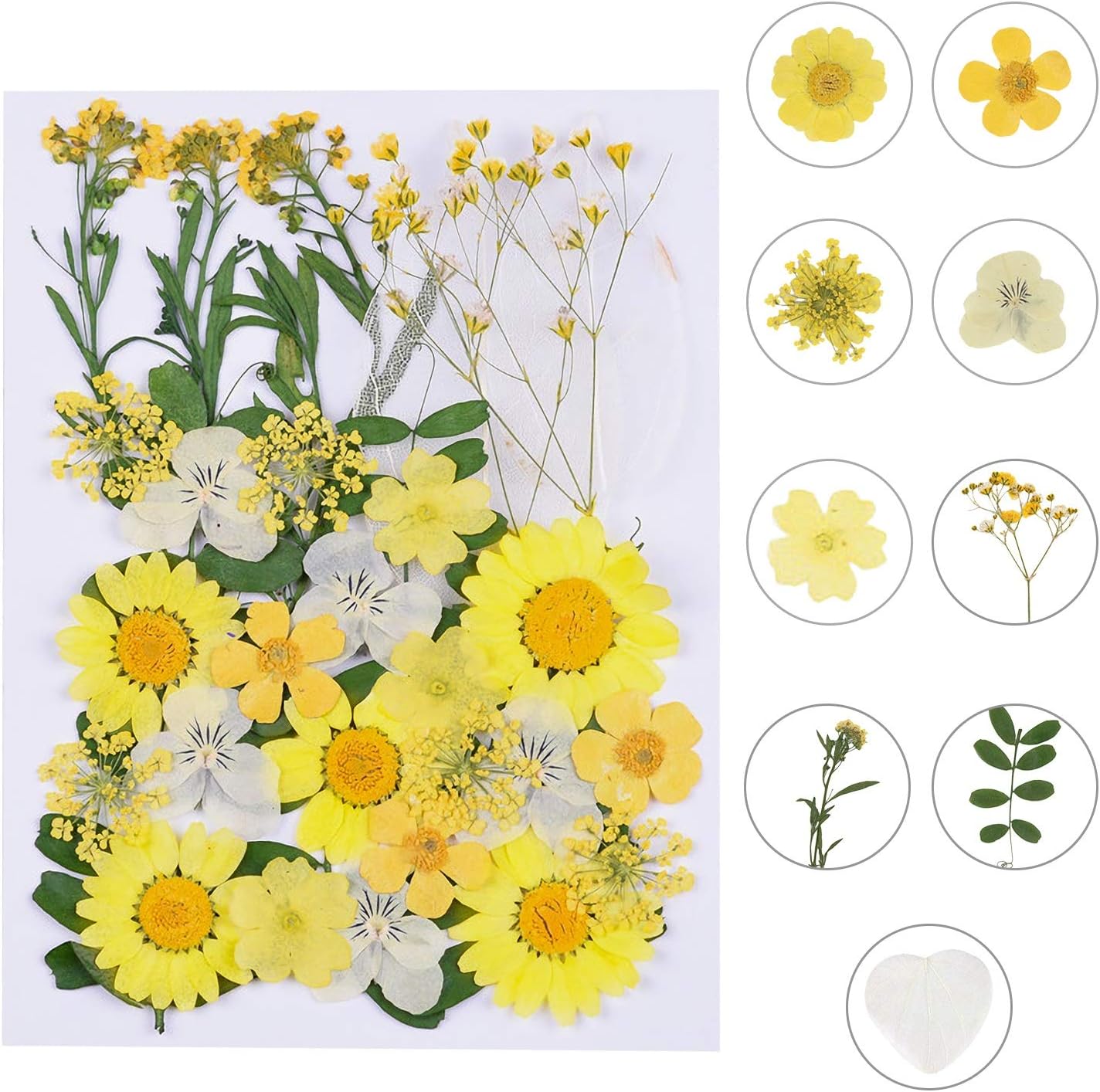 Dried Pressed Flowers - Real Natural Colorful Dry Flowers for Resin Jewelry Nail Art Craft DIY (Yellow)