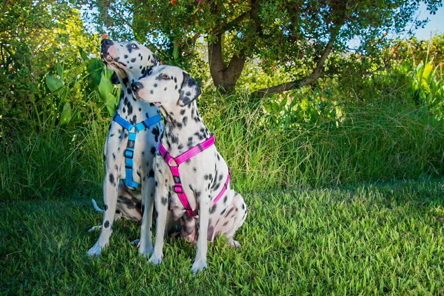 Reflective Adjustable Dog H Harness for Large Dogs; matching collar and leash available, Yellow