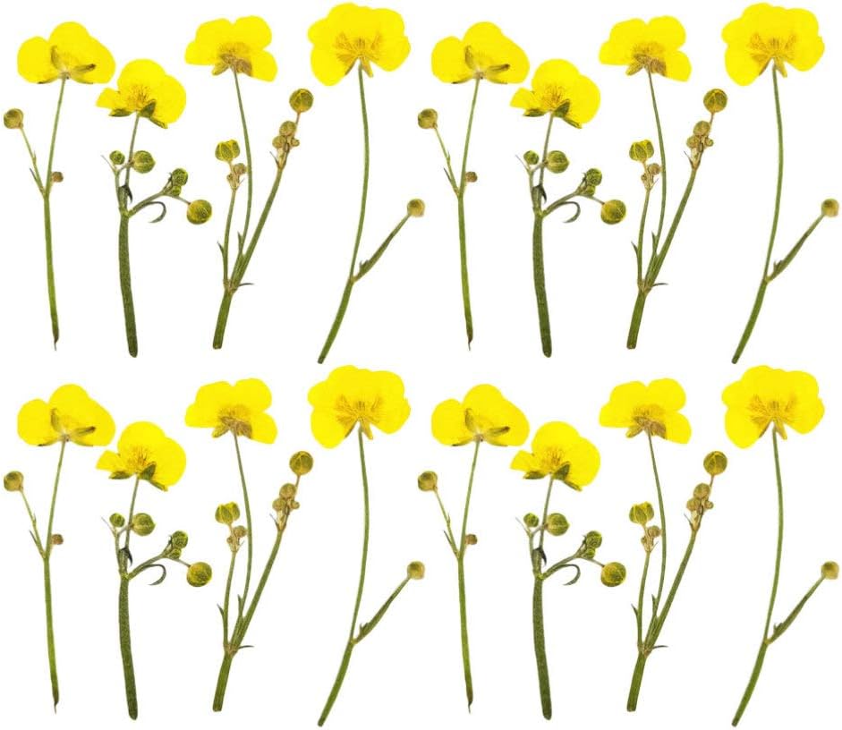 Dried Flower Specimen Pressed Dried Buttercup Flowers for Scrapbooking DIY Craft Candle Resin Jewelry Pendant Press