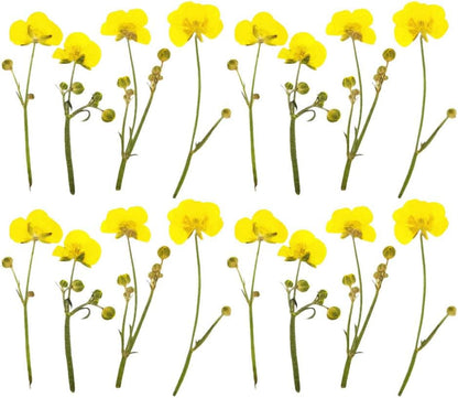 Dried Flower Specimen Pressed Dried Buttercup Flowers for Scrapbooking DIY Craft Candle Resin Jewelry Pendant Press