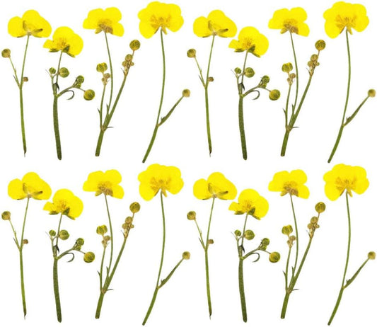 Dried Flower Specimen Pressed Dried Buttercup Flowers for Scrapbooking DIY Craft Candle Resin Jewelry Pendant Press