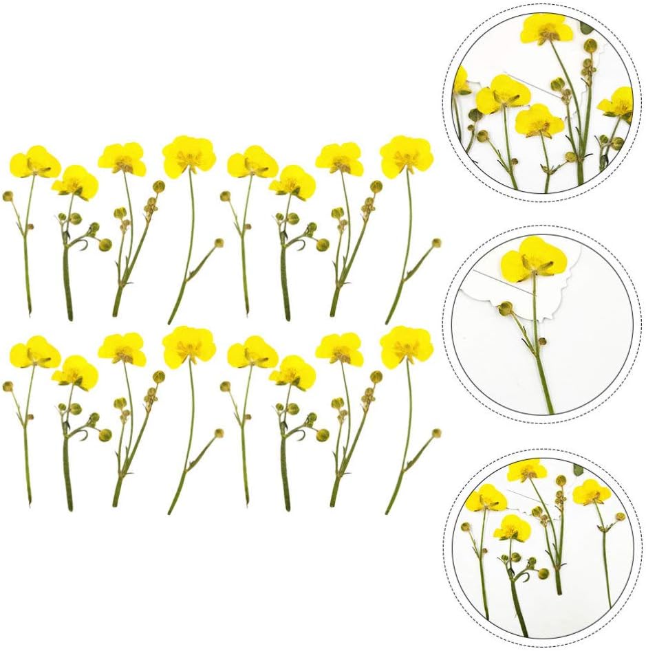 Dried Flower Specimen Pressed Dried Buttercup Flowers for Scrapbooking DIY Craft Candle Resin Jewelry Pendant Press