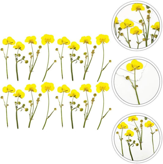 Dried Flower Specimen Pressed Dried Buttercup Flowers for Scrapbooking DIY Craft Candle Resin Jewelry Pendant Press