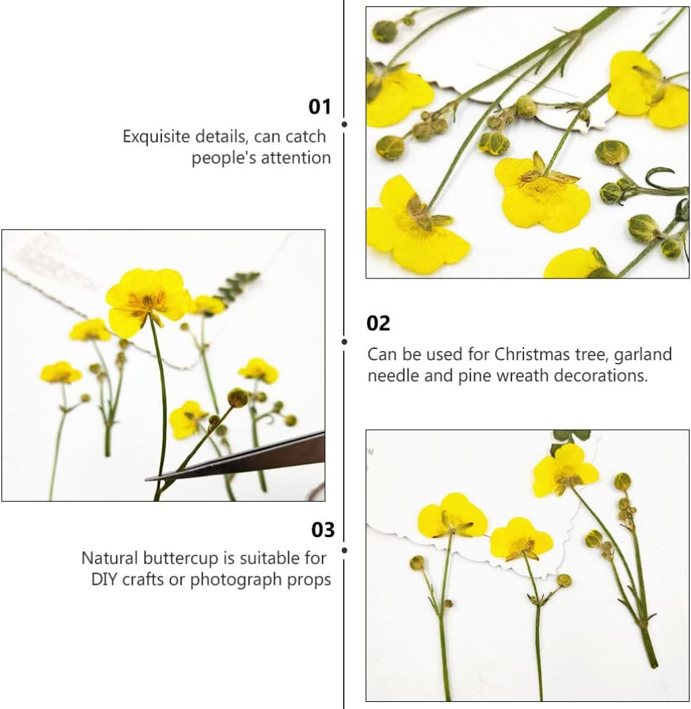 Dried Flower Specimen Pressed Dried Buttercup Flowers for Scrapbooking DIY Craft Candle Resin Jewelry Pendant Press